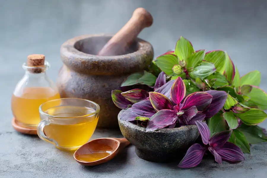 tradescantia spathacea oyster plant medicinal uses herbal decoction