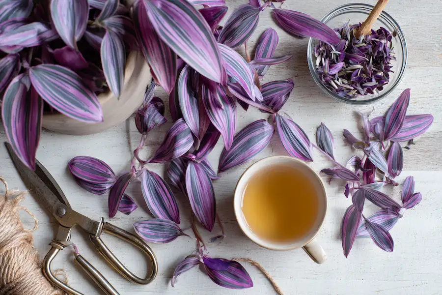 Tradescantia Zebrina Pouce Entretien des plantes Bienfaits naturels Purificateur d'air Utilisation à base de plantes