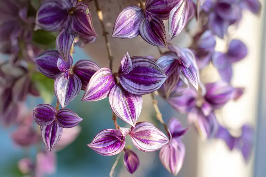 Tradescantia zebrina feuilles d'argent violet plante suspendue beauté curative naturelle