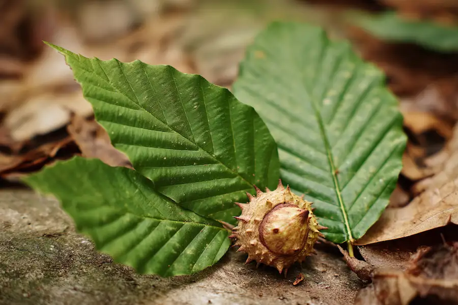 american beech leaves and burrs closeup