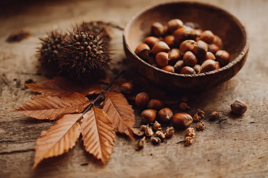 american beech nuts roasted and dried leaves flatlay