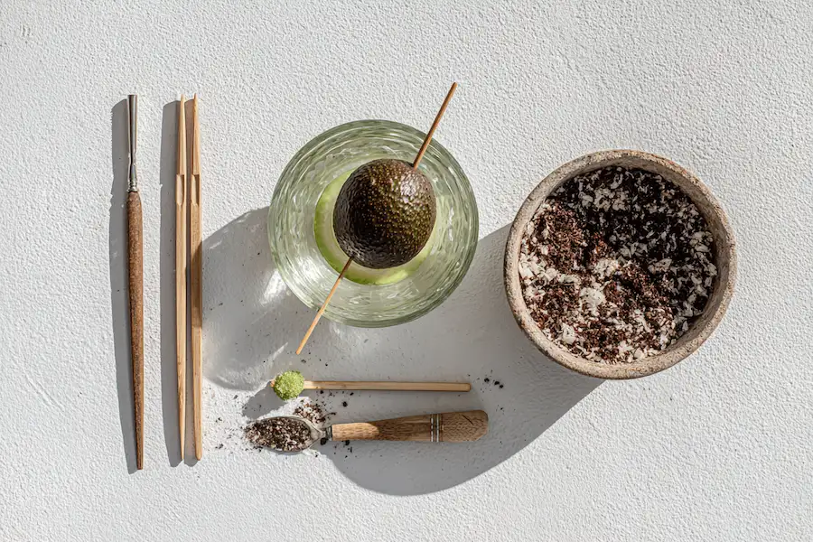 avocat cultivé à partir du guide du contenant de graines