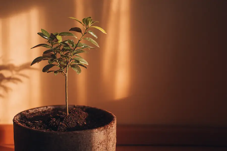 guide d'entretien du clou de girofle en pot