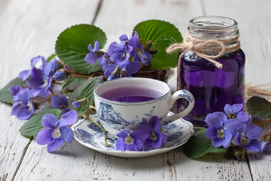 préparations à base de plantes de violette bleue commune