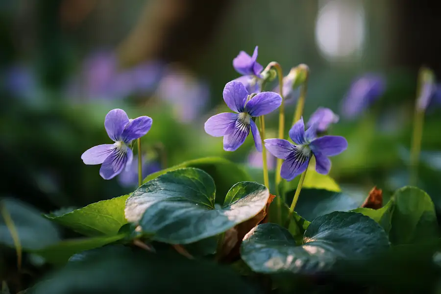 gros plan de la fleur sauvage violette bleue commune