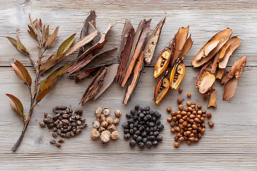 honey locust pods and bark guide