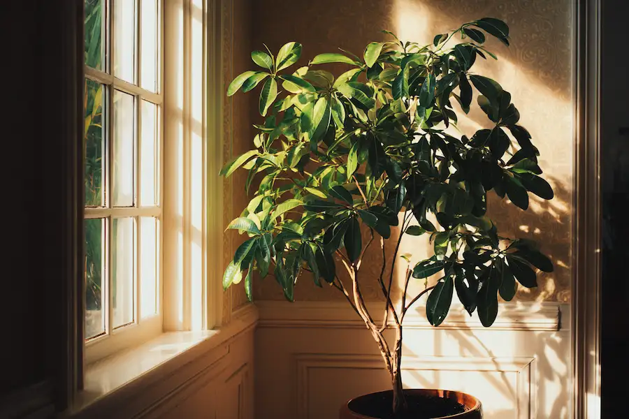 arbre à clous de girofle mature en pot, cadre tropical d'intérieur