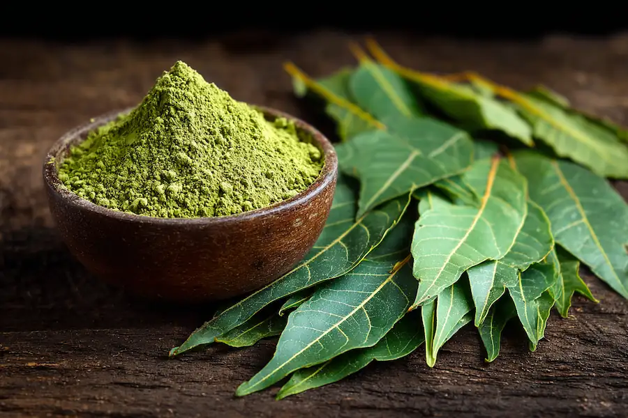 neem leaf powder homemade uses