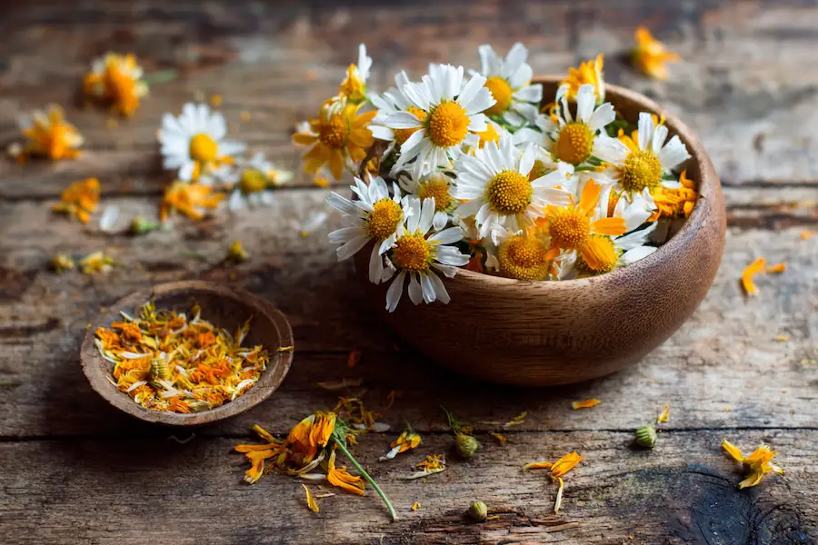 oxeye daisy herbal uses