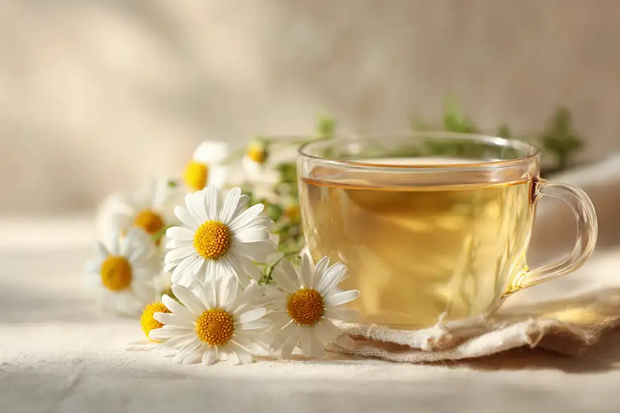 oxeye daisy tea remedy