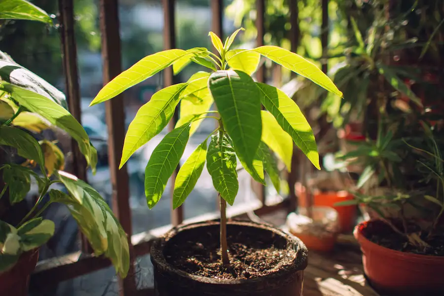 potentiel fructifère du balcon de l'avocatier en pot