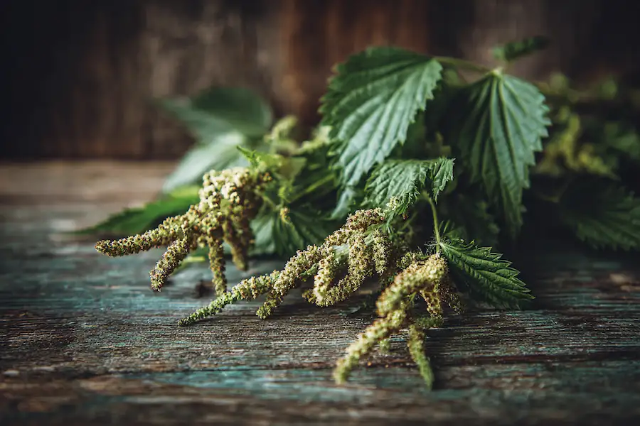 stinging nettle seeds benefits