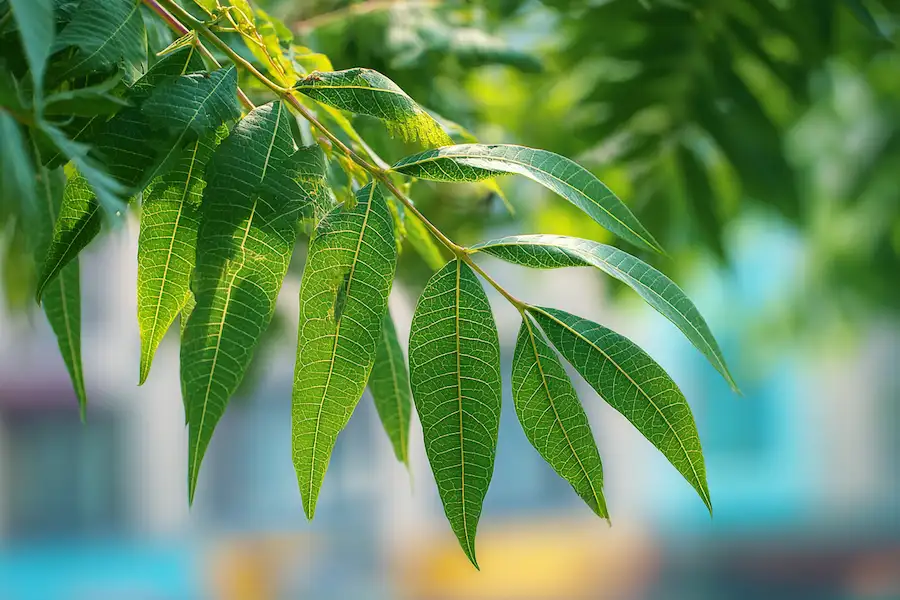 tree of heaven ailanthus altissima leaves closeup