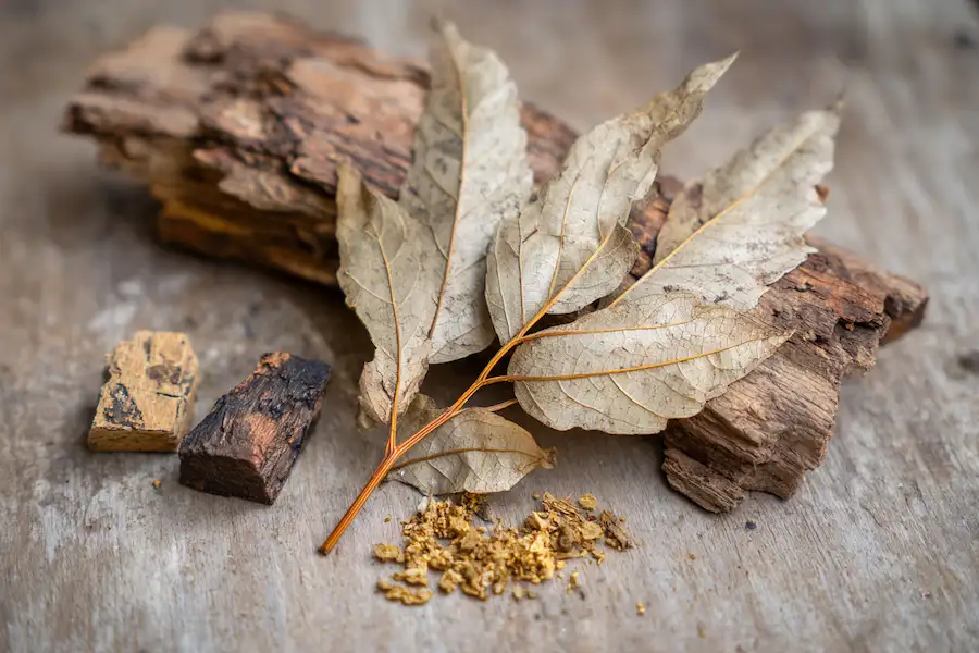 tree of heaven bark and dried leaves herbal prep