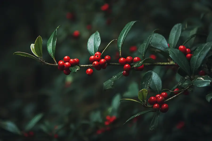 american holly safety and symbolism