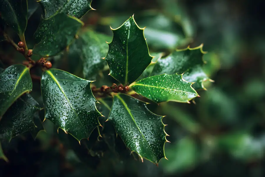 american holly traditional uses