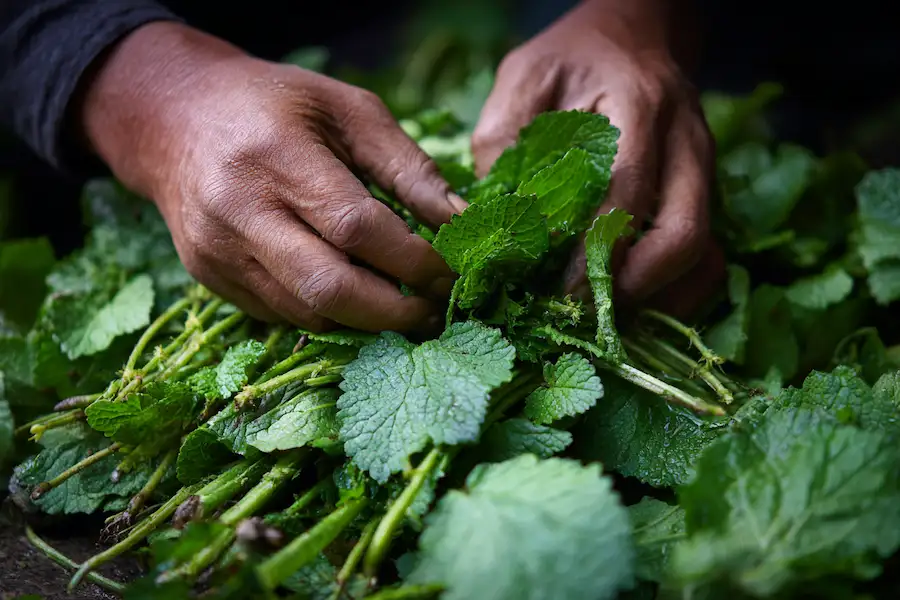 billygoat weed fresh leaves poultice preparation