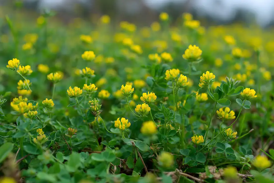 black medick medicago lupulina field