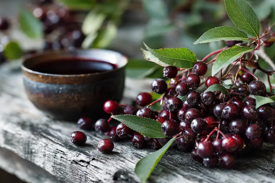 Avantages et utilisations du cerisier de Virginie