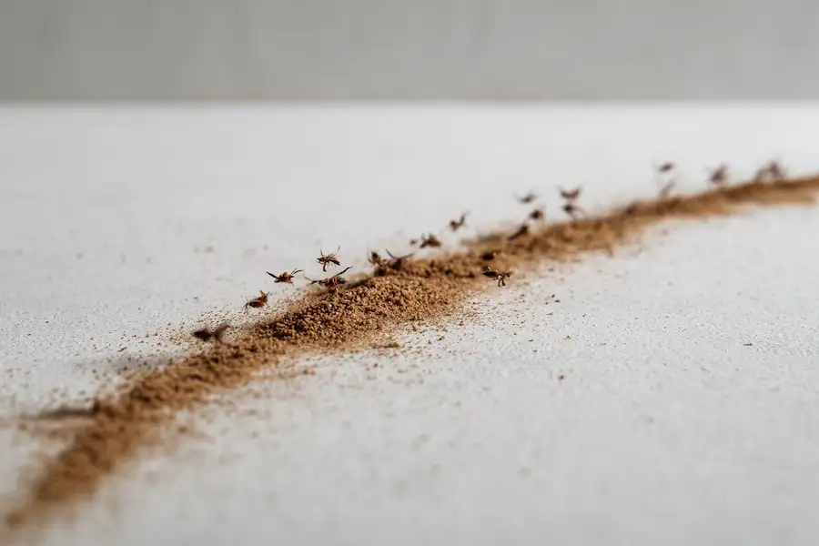 clove powder barrier against bedbugs