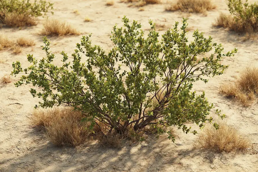 creosote bush larrea tridentata desert plant