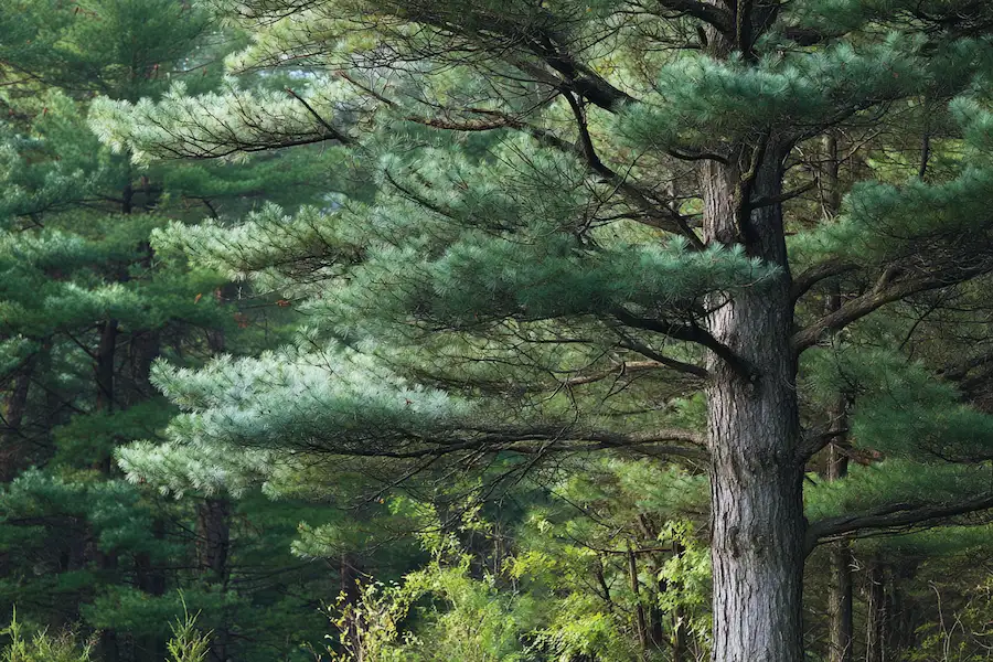 eastern white pine pinus strobus forest