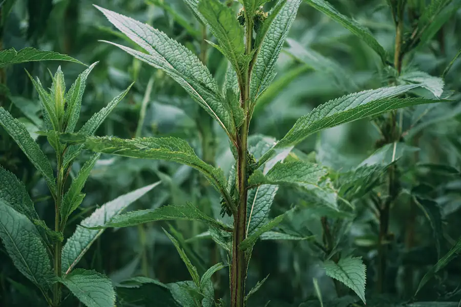 giant ragweed leaves stem close up