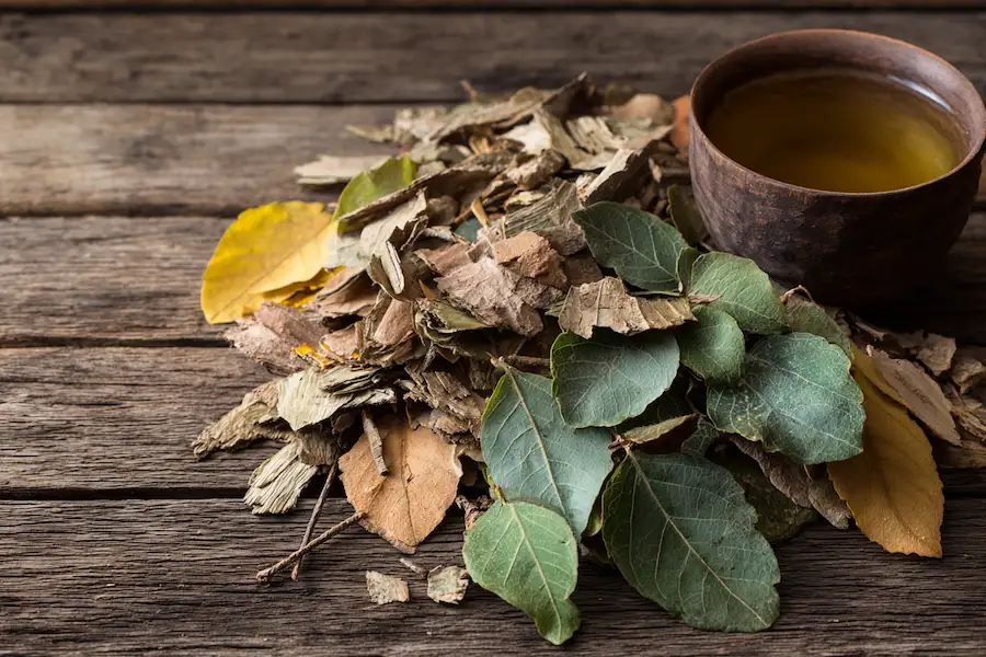 hackberry bark leaf remedy