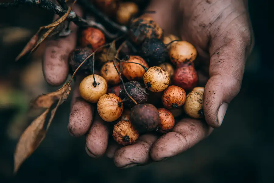hackberry berries traditional use
