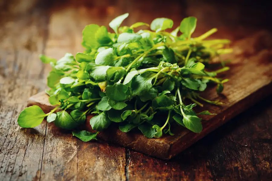 hairy bittercress edible wild greens