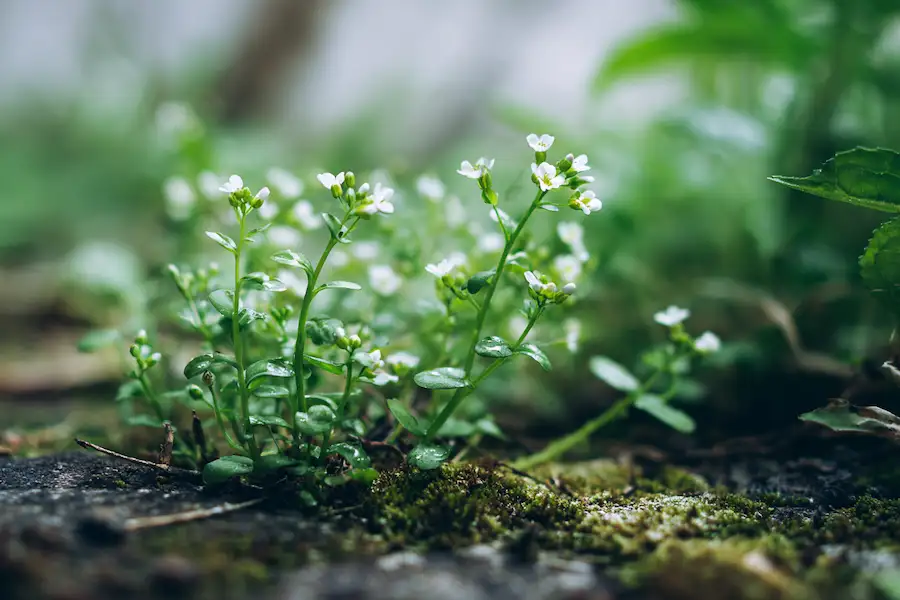 hairy bittercress health benefits