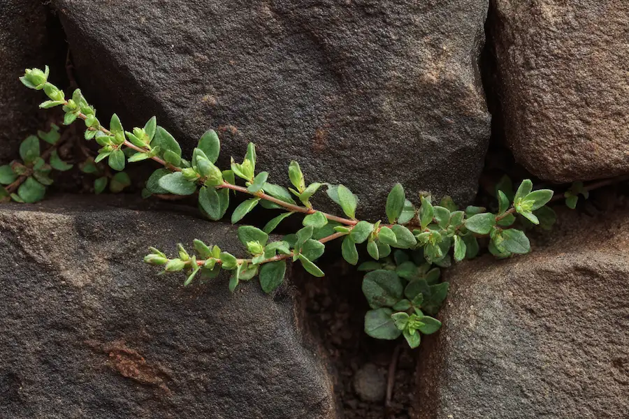 knotgrass wireweed close up leaves stems