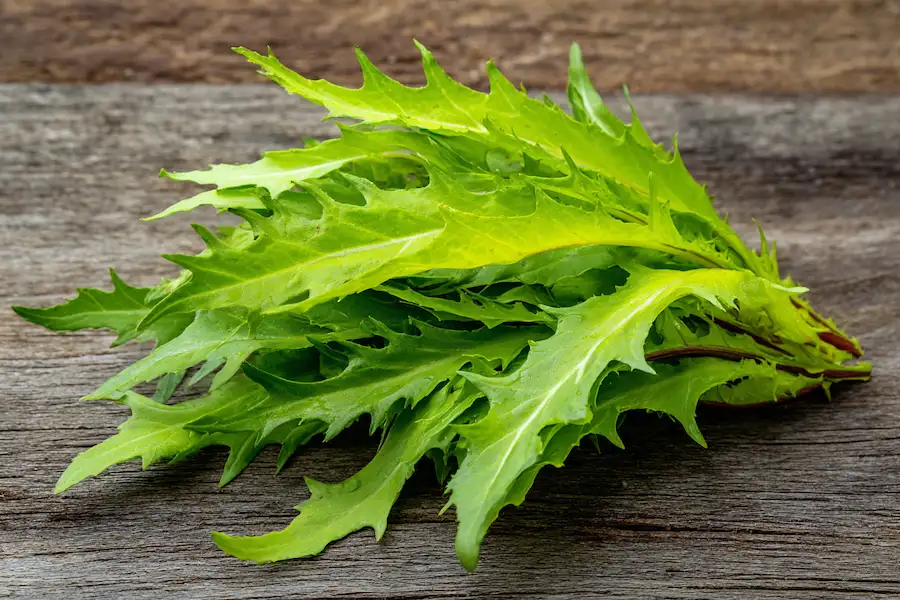 korzyści zdrowotne młodych liści Lactuca serriola