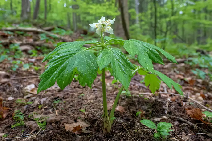 mayapple podophyllum peltatum woodland