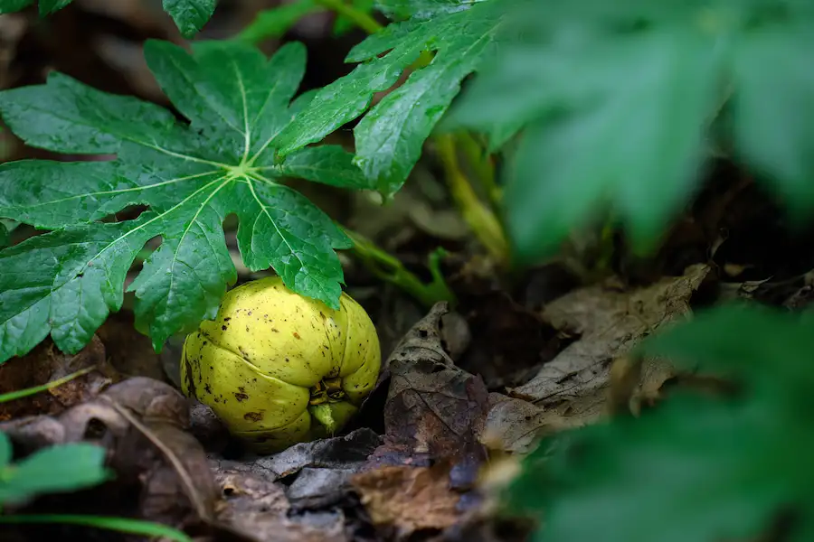 mayapple ripe fruit close up