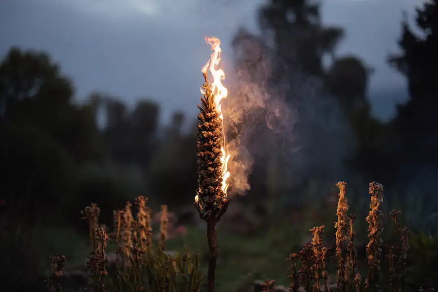 rytuał na świeżym powietrzu z pochodnią dziewanny