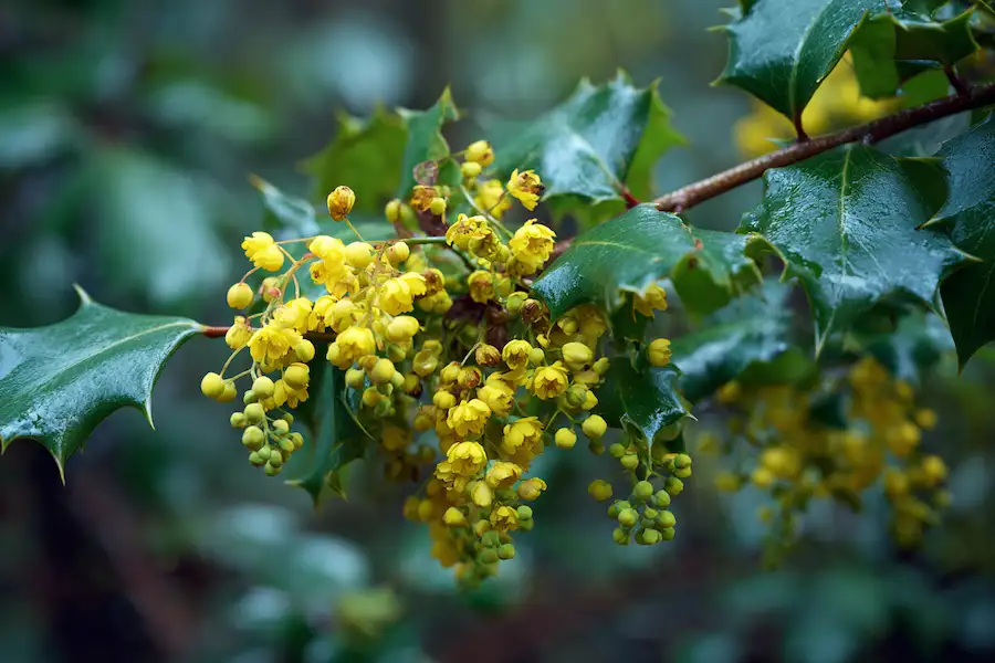 oregon grape plant evergreen shrub