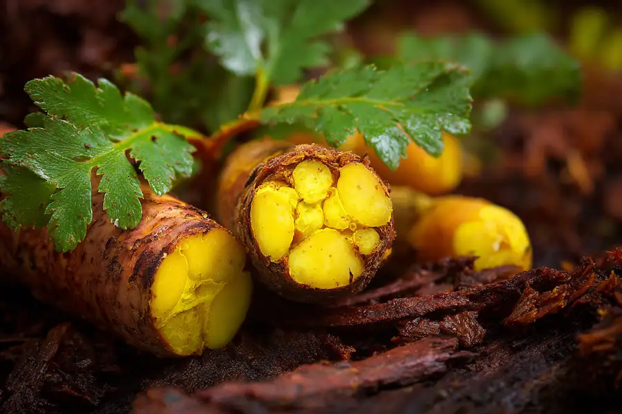 oregon grape root yellow berberine