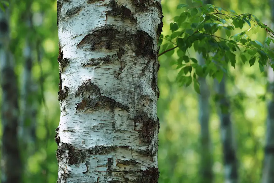 paper birch betula papyrifera forest