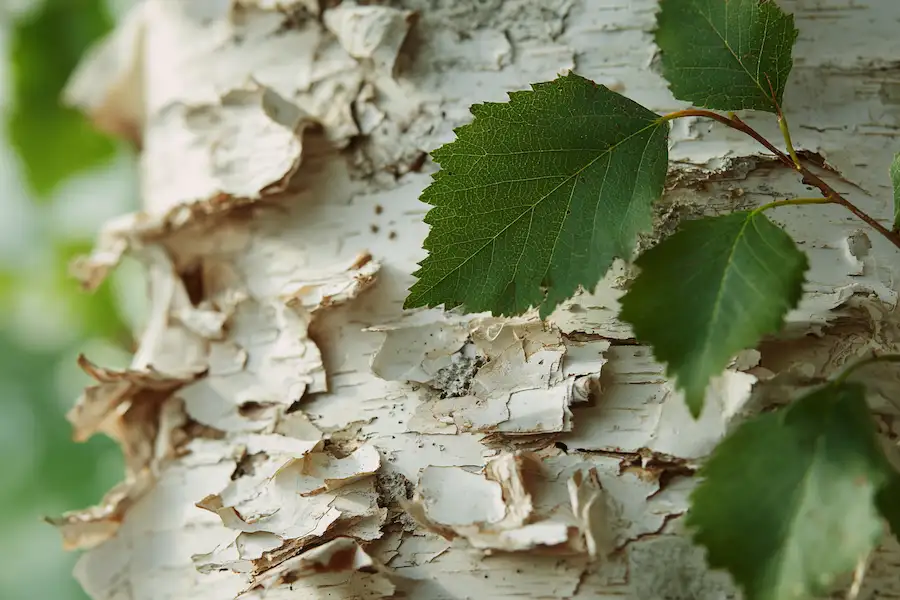 paper birch leaves bark detail
