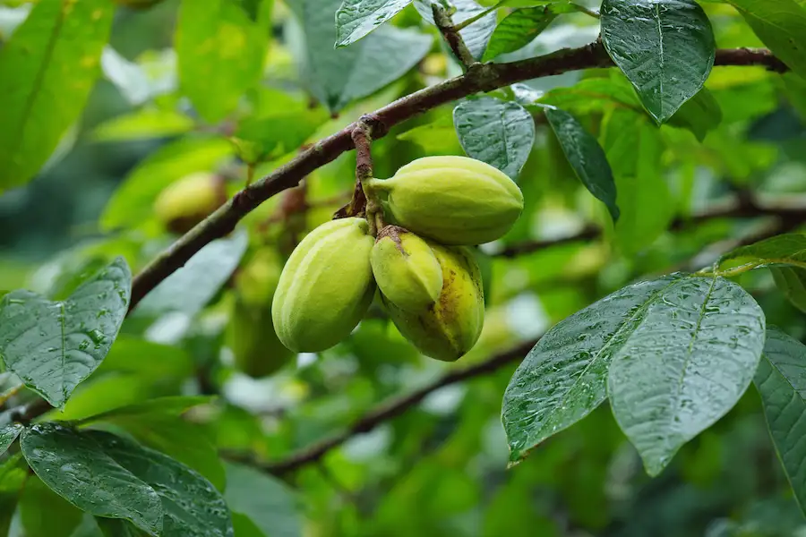 pawpaw cellular defense benefits