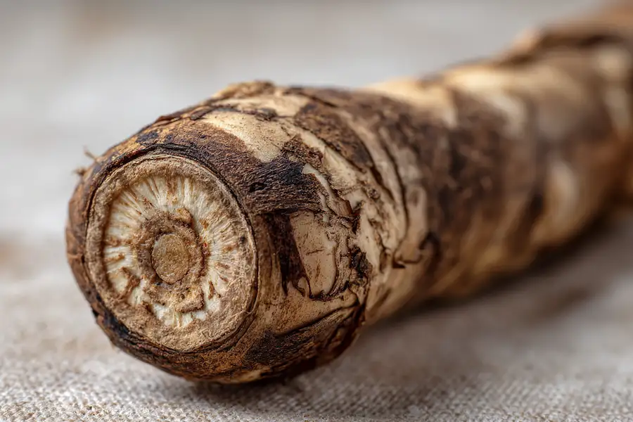 polygonatum rhizome root