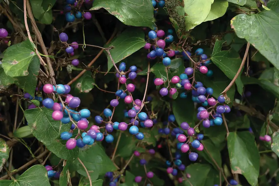 porcelain berry ampelopsis glandulosa invasive vine