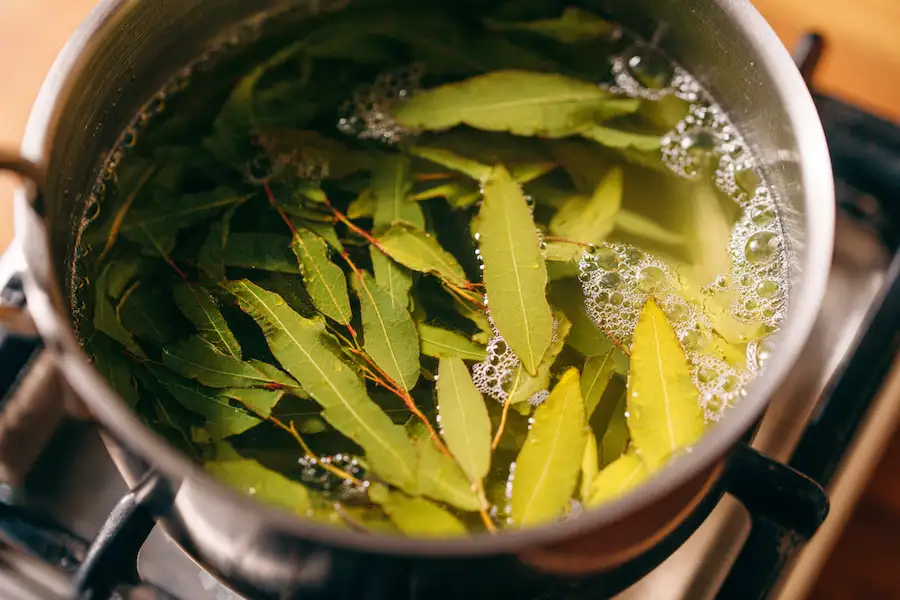 maść z senesu oskrzydlonego, domowy olejek z dodatkiem