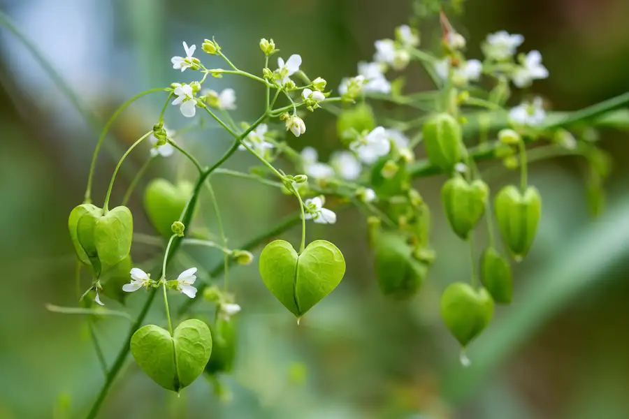 shepherds purse identification