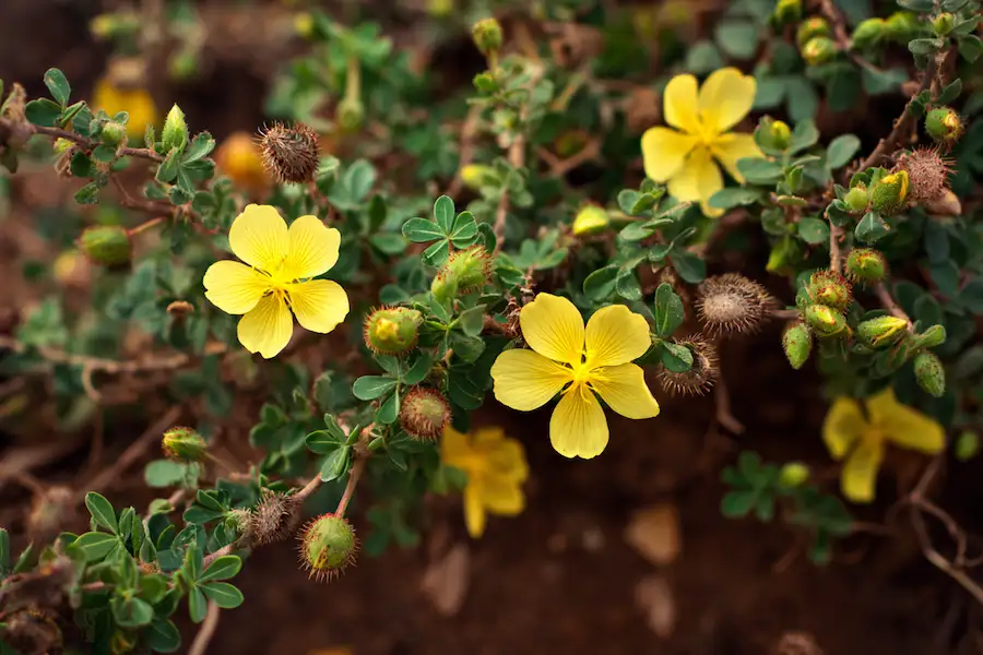 tribulus terrestris homemade preparations