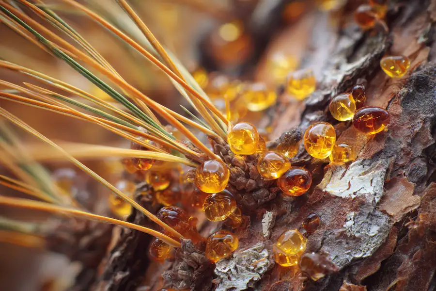 white pine needles resin detail