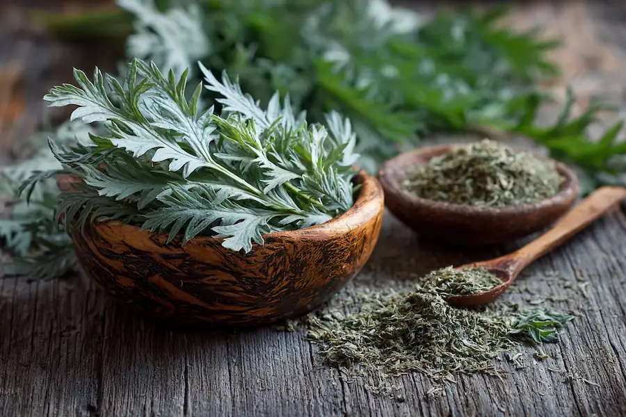wormwood benefits digestive antiparasitic