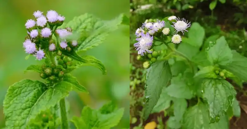 Billygoat Weed: The Hidden Power of a Wild Plant Most People Overlook