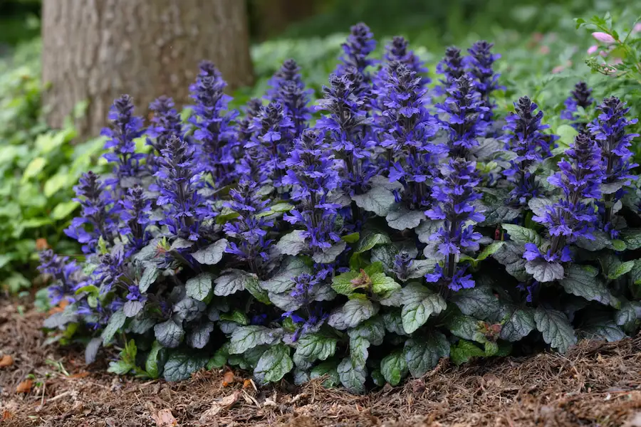 ajuga bugleweed shade groundcover